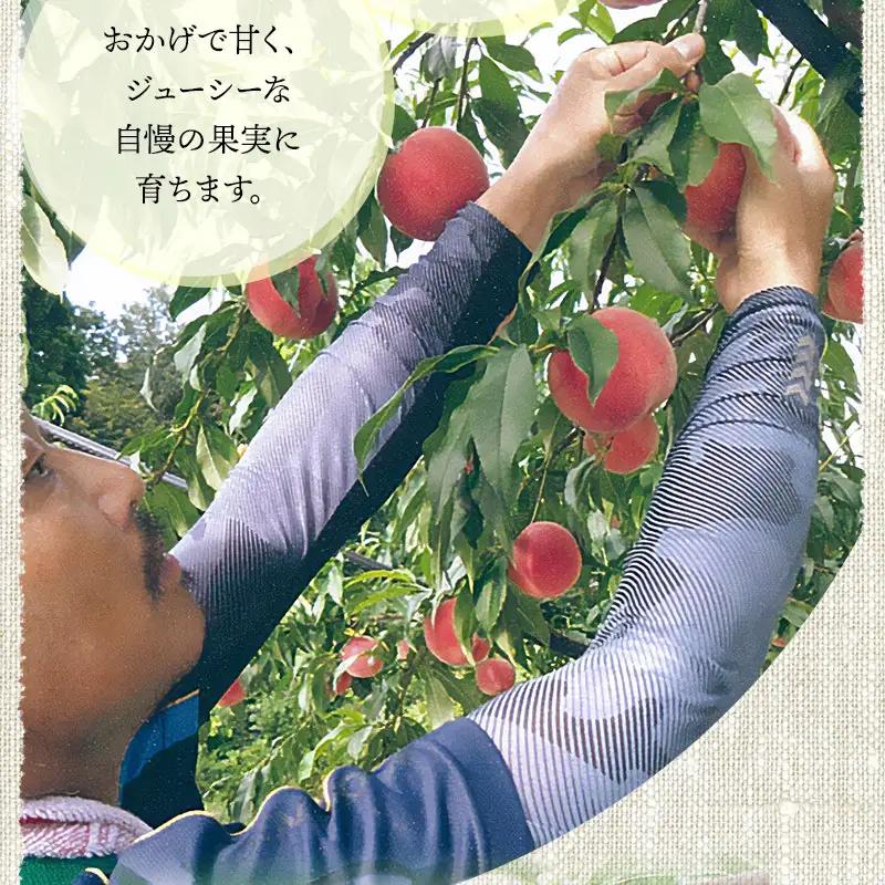 【令和8年産先行予約】 鶴岡市産 桃 (品種おまかせ) 　約2kg　(5～8玉)　くにちゃん農園　K-836