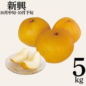 梨 新興 しんこう 5kg 鳥取県産 | 10M