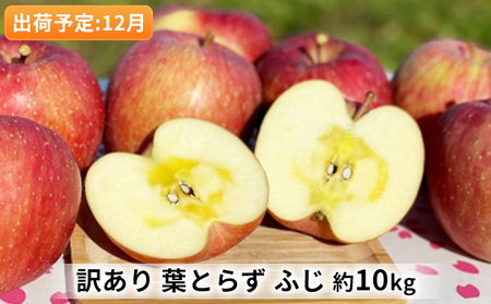 りんご 【 12月発送 】 訳あり 当園の味自慢！ 葉とらずふじ 約 10kg 【 弘前市産 青森りんご  果物 フルーツ デザート 酸味 ジューシー シャキシャキ  】