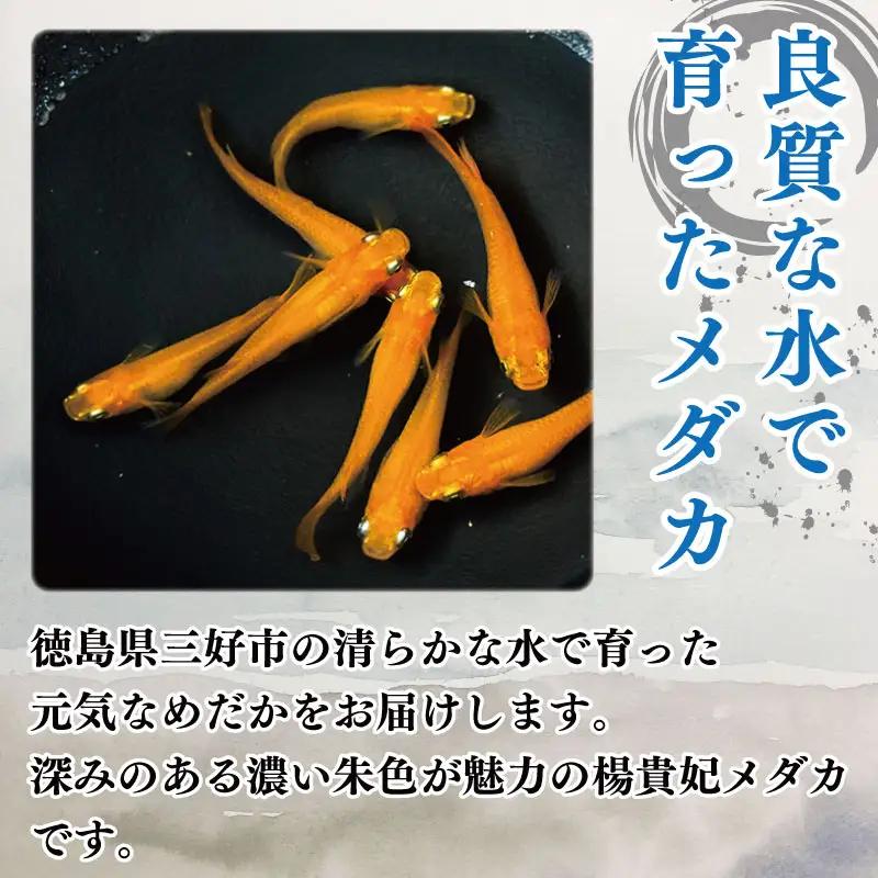 楊貴妃 めだか 7匹 ＋ 死着補償 エサ付き【 めだか 】
