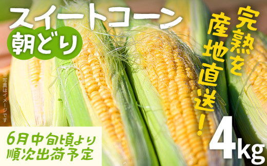 スイートコーン 朝どり 4kg 【先行予約】 7月末～8月上旬頃出荷予定 朝採り 朝採れ 完熟 農家直送 産地直送 とうもろこし トウモロコシ あまい 福岡県 福岡 九州 グルメ お取り寄せ ※北海道・沖縄・離島は配送不可