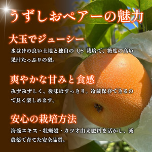 梨 なし 4.5kg以上 10〜13玉 3L〜5Lサイズ 2026年 8月順次発送