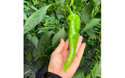 【2026年夏発送】京野菜 「万願寺とうがらし」 からくない！肉厚甘い 逸品 箱入り 2kg 4人以上用 伝統野菜 とうがらし 万願寺 ピーマン 大型 野菜 夏野菜 農家直送 揚げ物 炒め物 煮物 レ