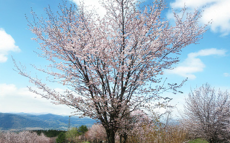 『期間限定』男山 純米大吟醸 西蔵王の大山櫻 720ml×2本【令和8年3月中旬～発送】 FZ22-919
