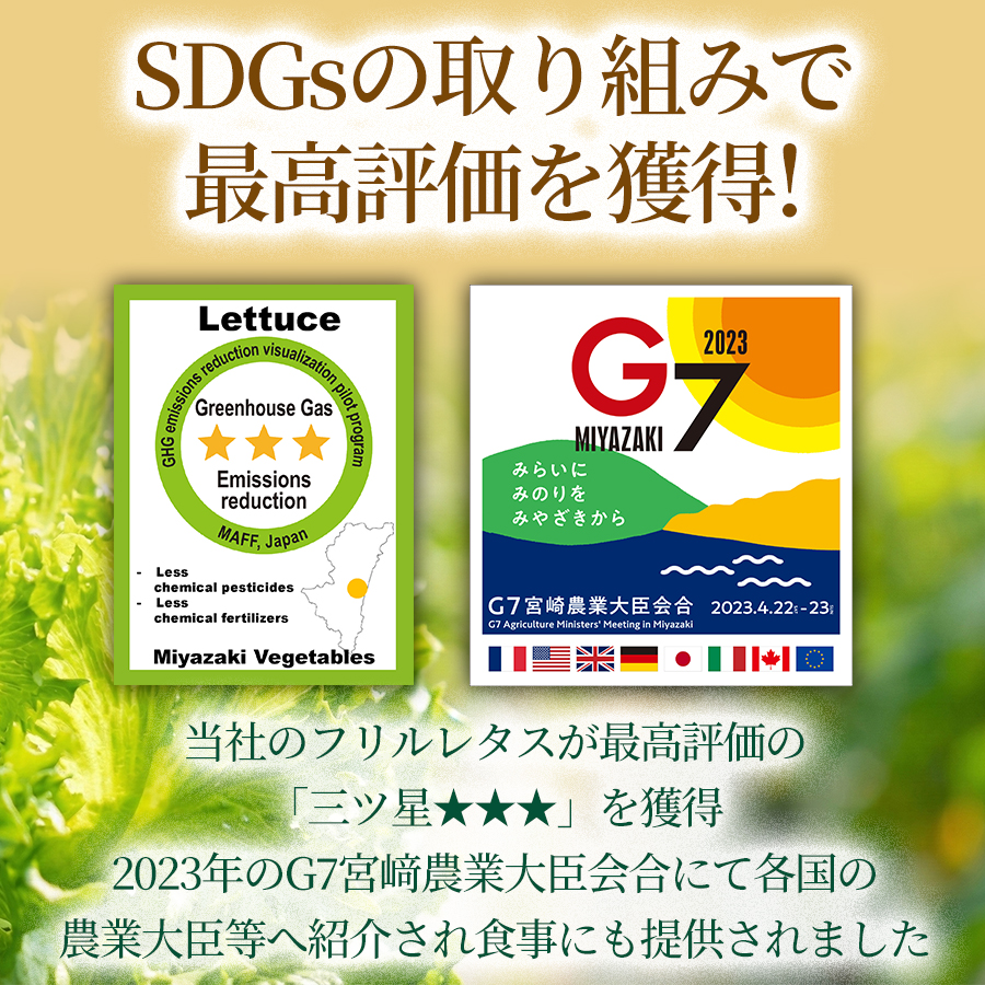 ＜選べる内容量＆回数＞フリルレタス「海すなレタス」（1箱/3箱/5箱）1箱あたり3個入り 新鮮 野菜 サラダ【A344】_イメージ2