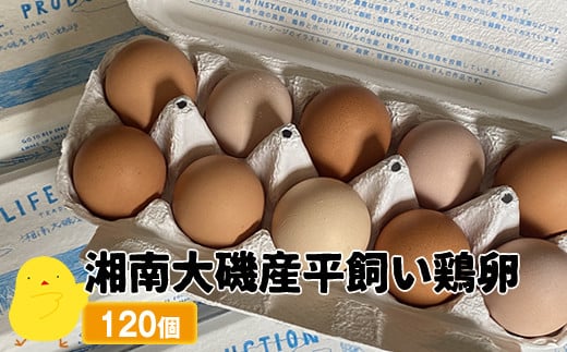 
湘南大磯産平飼い鶏卵 120個＜2024年12月1日出荷開始～2025年6月30日出荷終了＞【 たまご 神奈川県 大磯町 】
