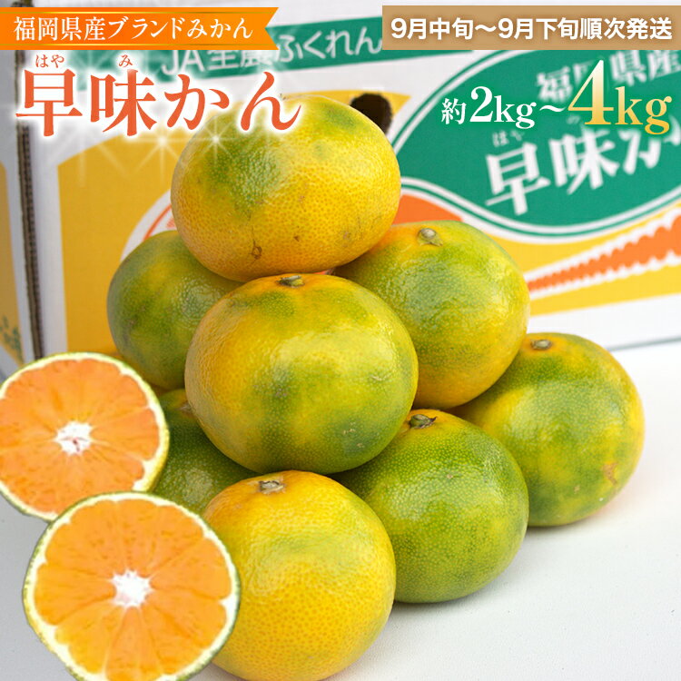 【ふるさと納税】 期間限定 温州みかん 福岡県産ブランド 「早味かん」 みかん ミカン フルーツ 返礼品 お取り寄せグルメ お取り寄せ グルメ 果物 2kg 4kg