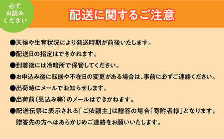 【2025年度先行予約】シャインマスカット 2房 約1kg  ALPAA055| 山梨 山梨県 ぶどう 葡萄 ブドウ マスカット  フルーツ くだもの 果物 高級 新鮮 産地直送 贈答 ギフト 202