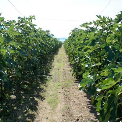 ふるさと納税 淡路市 淡路島のイチジク桝井ドーフィン【発送時期2024年8月中旬〜下旬・お届け日指定不可】　ah11803 |  | 02