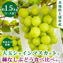 【ふるさと納税】【先行予約】シャインマスカットと食べ比べセット【約1.5キロ】 ※2024年9月中旬～10月下旬頃に順次発送予定