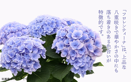 615【母の日ギフト】アジサイ鉢植え（品種：フロレンティーナブルー） 母の日 感謝 プレゼント