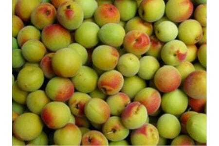 梅ピューレ  月ヶ瀬梅渓すっぴん梅 200g×2個入り