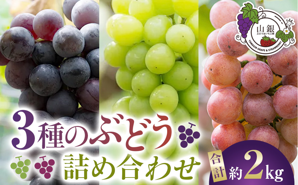 ★お届けは2026年8月から！★３種のぶどう詰め合わせ 232238_A017-PR