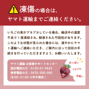 【2027年3月発送】 苺 あまおう 540g (270g×2P) いちご | あまおう OKI