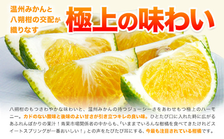 スイートスプリング 7.5kg 熊本県産 送料無料 旬 の みかん 熊本産 取り寄せ (3L～Sサイズ/3L-S混合) 《1月中旬-1月末頃出荷予定》熊本県 津奈木町 柑橘 希少品種 スイートスプリン