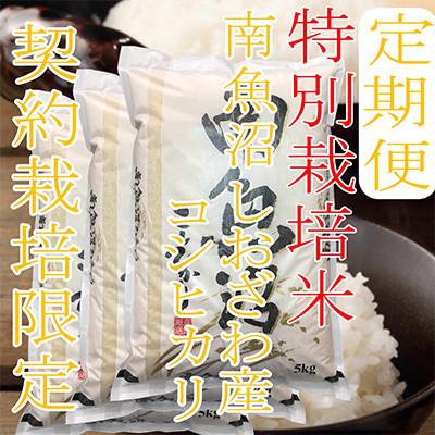 ふるさと納税 南魚沼市 【発送月固定定期便】【特別栽培米15Kg】生産者限定 南魚沼しおざわ産コシヒカリ全6回