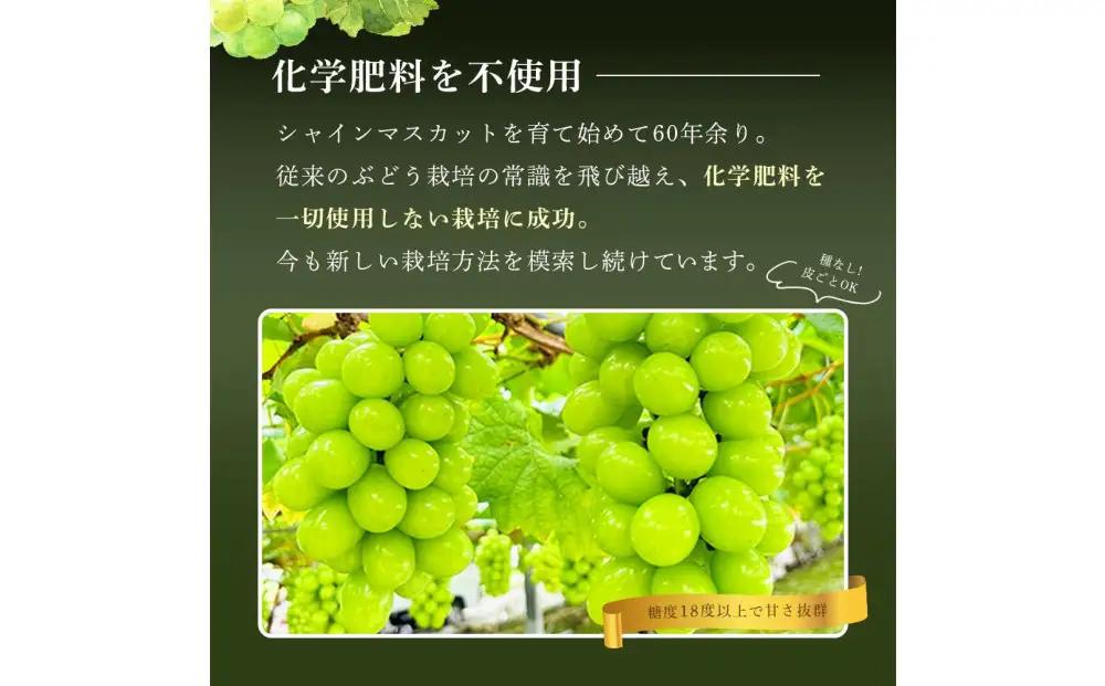 【8月中旬から発送】 2026年 岡山産ぶどう3種 食べ比べ 宝石箱 クイーンニーナ シャインマスカット マイハート 粒だけ18粒 長方形化粧箱 農林大臣賞2回受賞  岡山 果物 フルーツ  数量限定