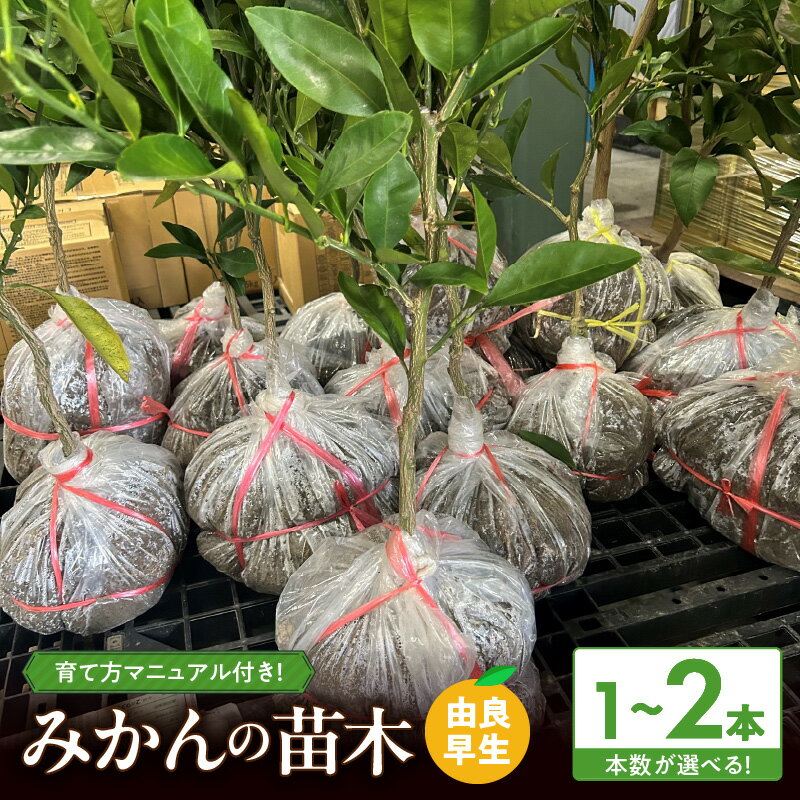 【ふるさと納税】【2026年先行予約】 みかん 苗木 由良早生 選べる 本数 1本 2本 育て方 マニュアル 説明書 付き 和歌山 有名 有田みかん 苗 早生みかん 育てやすい 豊産性 高い 品種 収穫まで 1～2年 11月中 収穫 糖度 11 ～ 13度 甘い おいしい 作りやすい 庭植え 和歌山県
