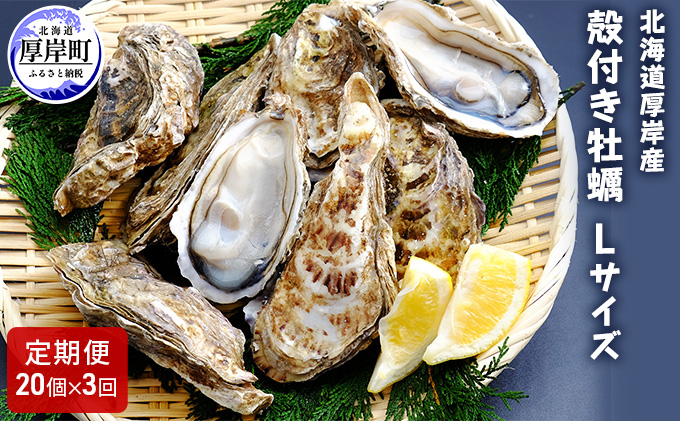 【 3ヶ月 定期便 】厚岸産 殻付き 牡蠣 Ｌサイズ 20個入 (各回20個×3ヶ月分,合計60個) カキナイフ付き 加熱容器付き 魚貝類 生牡蠣 かき 殻付き牡蠣 マルえもん 3カ月 3回 メルマガ掲載商品2 