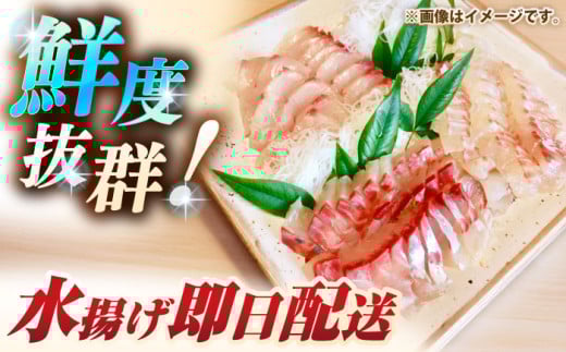 壱岐島産天然ヒラマサ（６キロ台・丸もの） [JBS071]