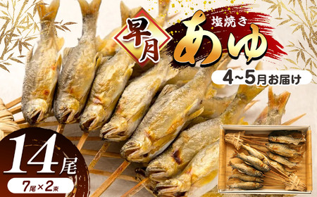 【4月～5月旬の鮎】 早月あゆ（塩焼き）成魚になる前のやわらかい鮎 | 早月 あゆ 塩焼き旬 やわらかい 早月あゆの塩焼き 成魚前 早月あゆ 4月 早月鮎 お取り寄せ 旬の鮎 塩焼 新鮮 ギフト ふるさと納税 栃木県 那珂川町 送料無料 