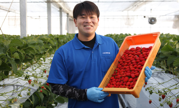 【旬の越谷いちご】食べ比べセット　550g ／ イチゴ 苺 果物 フルーツ 埼玉県 特産品 No.151