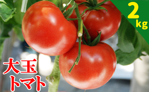 【2026年7月上旬発送開始予定】 岩手県産 こだわり 大玉トマト 約2kg ／ 大玉 とまと トマト 新鮮 大玉とまと 旬 サラダ トマトジュース 夏野菜 旬野菜 季節野菜 期間限定 季節限定 野菜 お野菜 産地直送 農家直送 美味しい おいしい 人気 八幡平市産 国産 おすすめ オススメ 【田村和大】