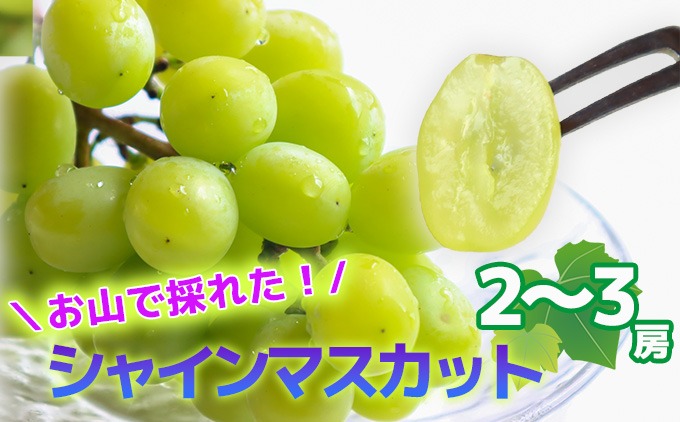 【2025年収穫】森本果樹園のシャインマスカット 2～3房