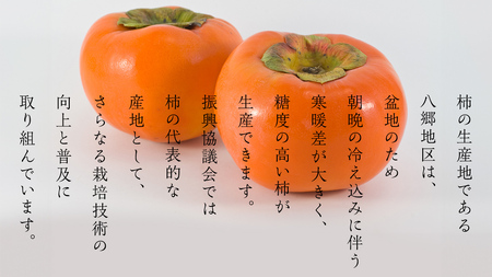 献上柿の郷 富有柿 22玉 ～ 24玉 ( 3Lサイズ 11玉 ～ 12玉 × 2箱 ) ( 茨城県共通返礼品 石岡市 ) 2025年11月中旬発送開始 数量限定 果物 くだもの フルーツ 柿 [EZ