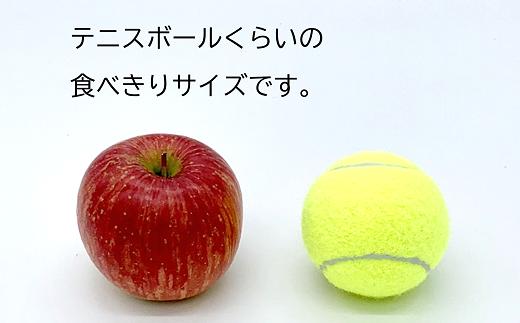 〈訳あり品 家庭用〉 りんご 「完熟サンふじ」 食べきりサ