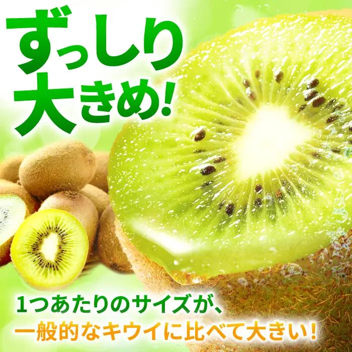 キウイフルーツ 博多甘うぃ 3.6kg キウイ【先行予約2026年 11月上旬より発送】[AFAB013]