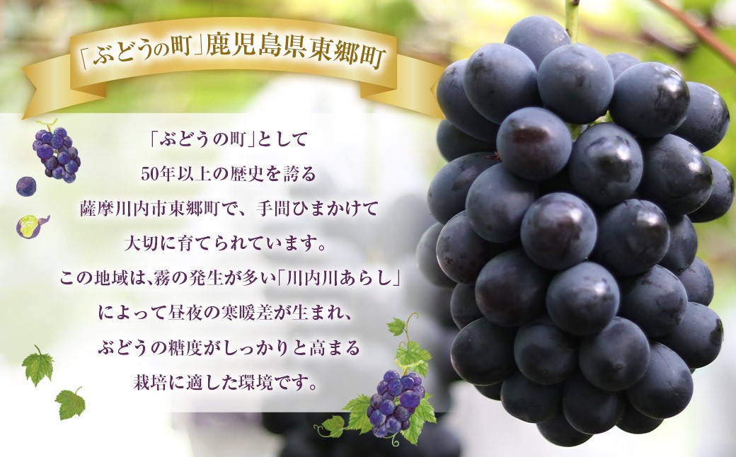 【先行予約】 朝採れ BKシードレス （種なし） 1.5kg（3房） ぶどう 葡萄 【2025年8月上旬から9月中旬発送予定】