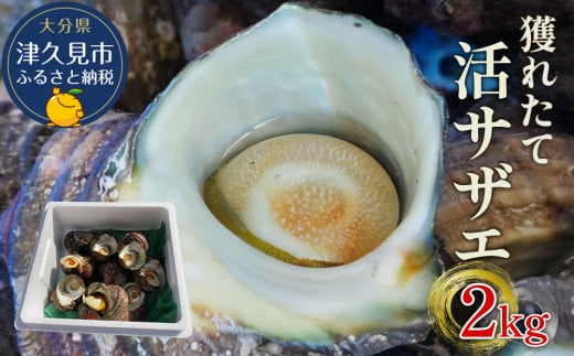 【サザエ】活サザエ 2kg (サザエ12個～サザエ20個) | サザエ 活さざえ 刺身用サザエ 壺サザエ 焼サザエ 刺し身 生魚 新鮮 大分県産 九州産 津久見市 国産