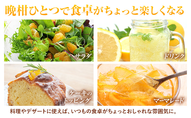 先行予約 みかん 晩柑 10kg 高橋商店《2026年3月下旬-7月上旬頃出荷》熊本県 苓北町 柑橘 かんきつ 果物 フルーツ 送料無料---reihoku_ths_3_10kg---