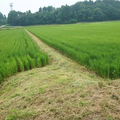 ふるさと納税 三条市 新米 新潟県産コシヒカリ「ならの里」10kg 特別栽培米 令和7年産米【026S038】 |  | 01