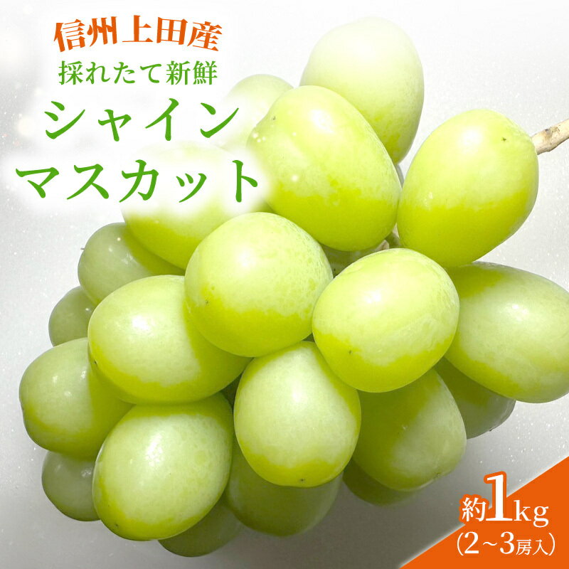 【ふるさと納税】【2026年先行予約】シャインマスカット 信州上田産金剛寺ぶどう 葡萄 ブドウ マスカット 1kg 2kg 4kg 果物 くだもの フルーツ デザート 旬の果物 旬のフルーツ 長野 金剛寺ぶどう　お届け：2026年10月初旬～2026年12月下旬まで