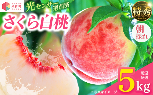 もも【さくら白桃・2026年産】特秀　5kg　桑折町産　JAふくしま未来　桃　献上桃の郷　【07301-0175】