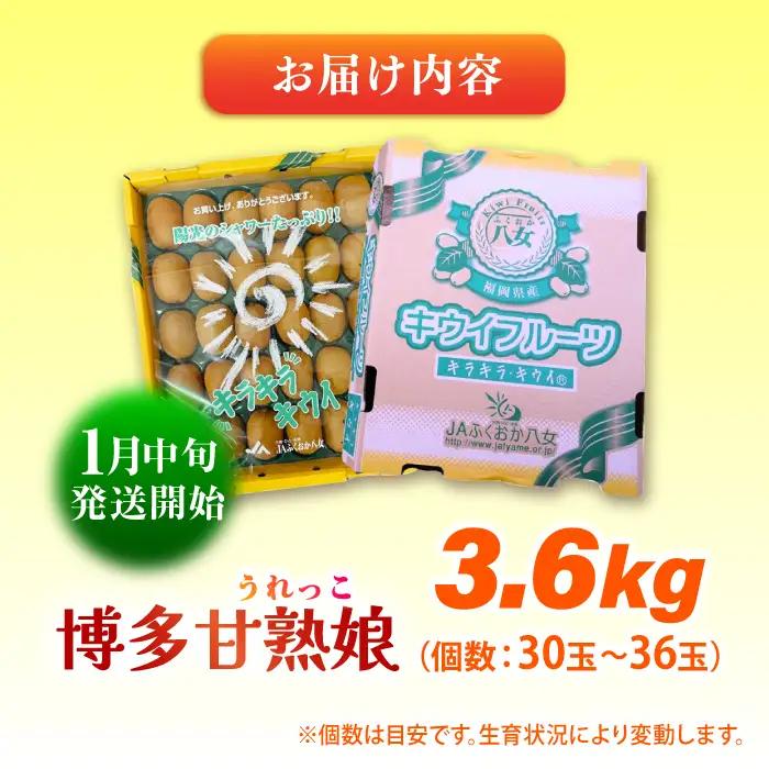 【先行予約 2026年1月中旬より発送】博多甘熟娘(うれっこ) ヘイワードキウイ 約3.6kg  [AFAB077] 果物