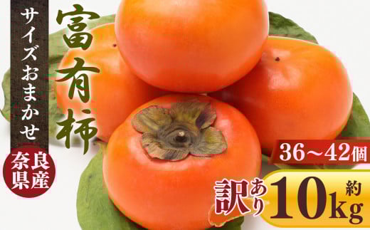 【 令和7年分 先行予約 】【 訳あり 】 富有柿 10kg 箱 サイズおまかせ（ 36個 ～ 42個 ）| フルーツ くだもの 果物 柿 かき カキ 奈良県 五條市 果実 11月 12月 発送 秋 旬 味覚 グルメ お取り寄せ 送料無料 大容量 農家直送 産地直送 ビタミン タンニン 食物繊維 豊富 美容 健康 熊代農園 特産品 多汁 甘い 柔らかい ジューシー 甘柿 訳アリ わけあり