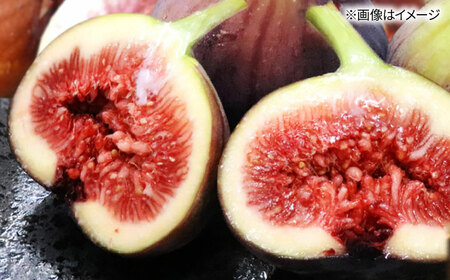 福岡県オリジナル品種　高糖度プレミアムいちじく　とよみつひめ約1.2kg／2026年9月～10月頃より発送予定[ADCF015]
