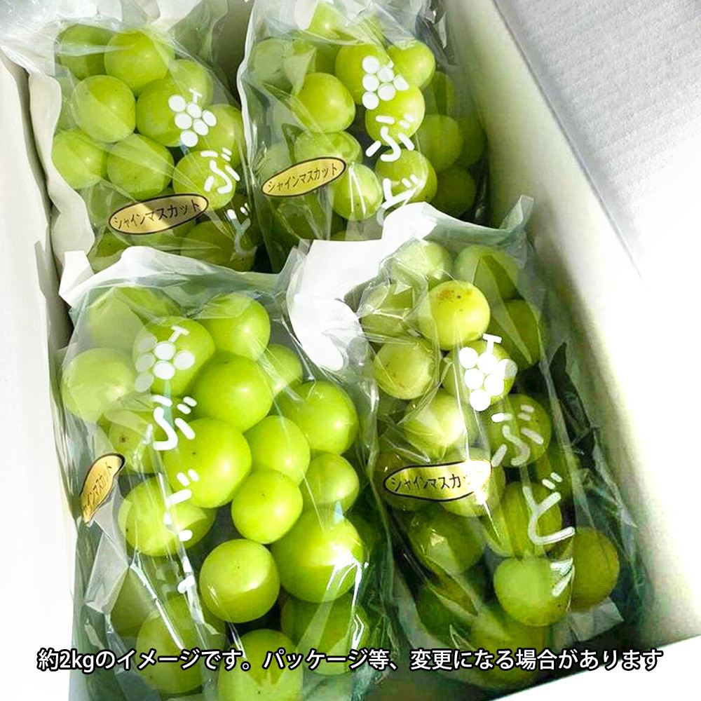 ［先行予約］シャインマスカット 約2kg［朝採り］［フルーツ・果物］［そのまま食べられる］［2026年8月下旬頃から順次発送］ 	CZ179_イメージ4