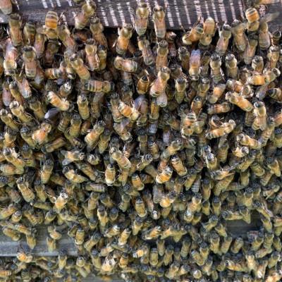 ふるさと納税 瑞浪市 純粋ハチミツ(野山の花500g×1　ソヨゴ500g×1) |  | 02