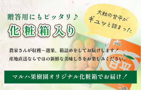 【先行予約】マルハ果樹園　甘平　4L～3L　8～10玉　ハウス栽培　＼超売れ筋商品／ 愛媛県 今治産　国産 高級フルーツ みかん 柑橘 フルーツ 果物　贈答用 かんぺい フルーツギフト 愛媛みかん 高