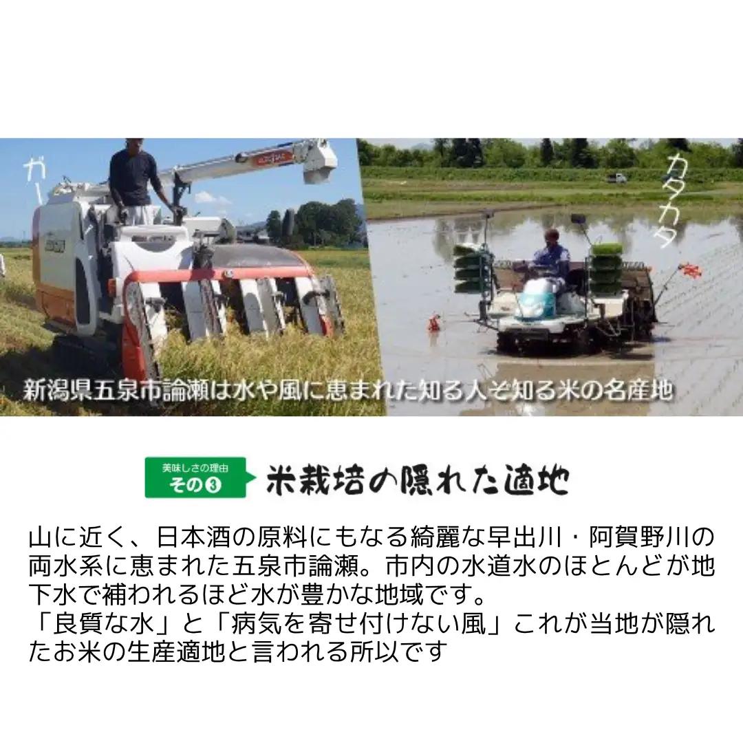 【先行予約】令和8年産 五泉産新之助 5kg わくわく農場 | 新之助 白米 米 新潟県産 五泉市