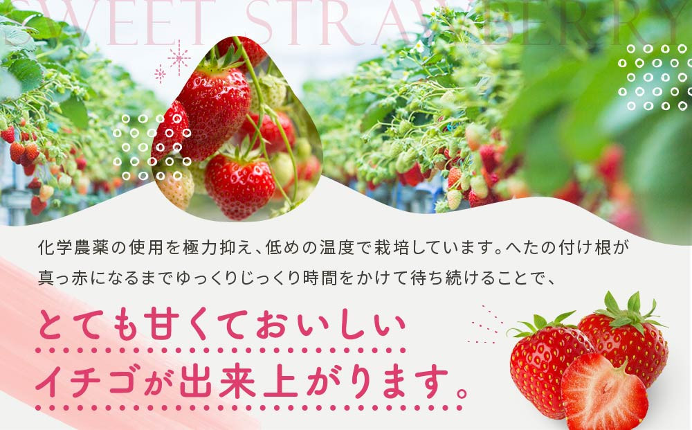 【いちご15粒】朝摘み! 濃厚紅ほっぺ 約350g×1パック（数量限定／先行予約／1月〜4月発送）| いちご フルーツ 甘い おいしい ハウス栽培 飛騨高山 m BerryFarm KL004