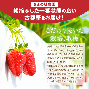 【2025年2月～3月発送】高級いちご「古都華」3L～Mサイズ２パック　いちご 高級 古都華 3L～Mサイズ 280g × 2パック 約560g 深みのある濃厚な味わい ほどよい酸味 高い糖度 華やか