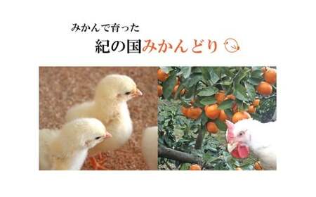 【紀の国みかんどり使用】鶏鍋2～3人前セット(B1118-1)