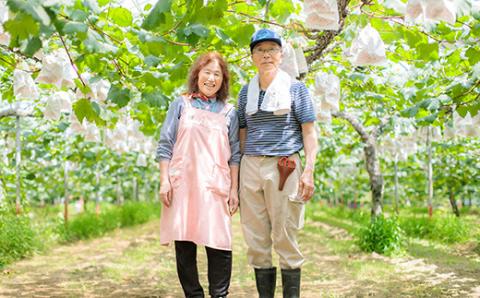 【先行受付・限定50箱】九州産 和梨「新興(しんこう)」 5kg [季節限定 期間限定 果物 フルーツ 国産 日本産] TF0326-P00025