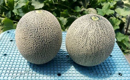 坂本農園のハウスメロン タカミ (約1.6kg×2玉) 糖度15度以上 [0823]