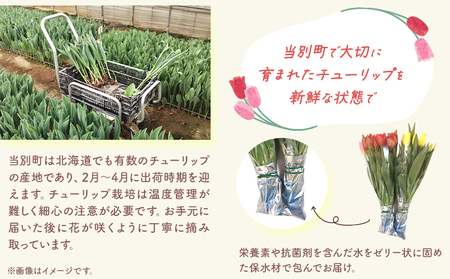 [1.5-281]チューリップ 切花 30本（3品種×各10本）四季農場 北海道 当別町 花 お花 チューリップ 切り花 切り花産地 